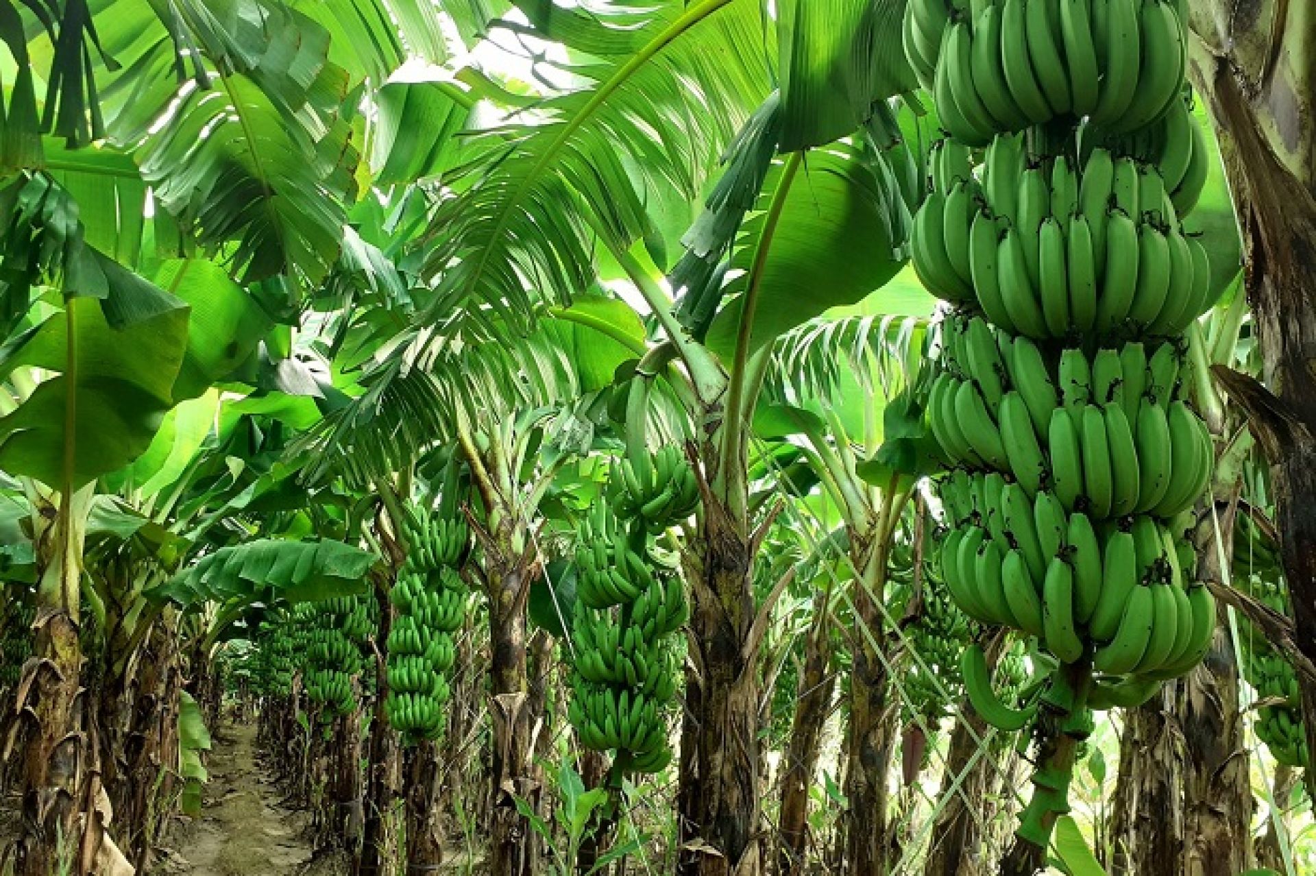 केराखेतीको हब बन्दै टीकापुरः खेती विस्तारका लागि ६० लाख विनियोजन